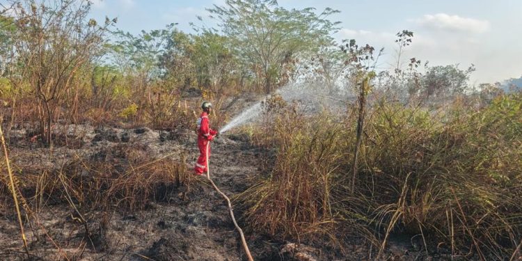 97,7 Hektare Lahan Hangus, Samarinda Gencarkan Mitigasi Bencana Kemarau